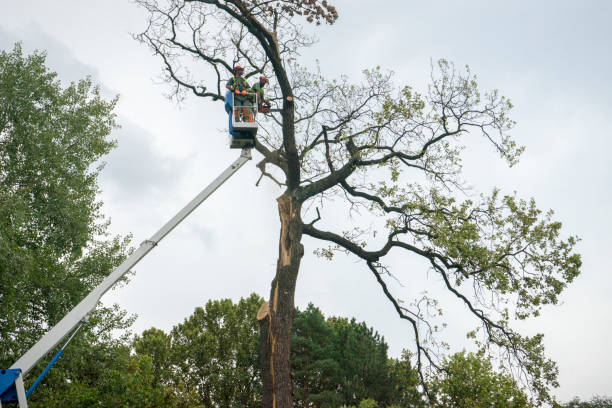 Professional Tree Removal in Fairmount, GA