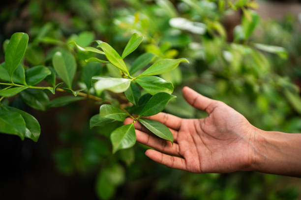 Best Tree Trimming and Pruning  in Fairmount, GA