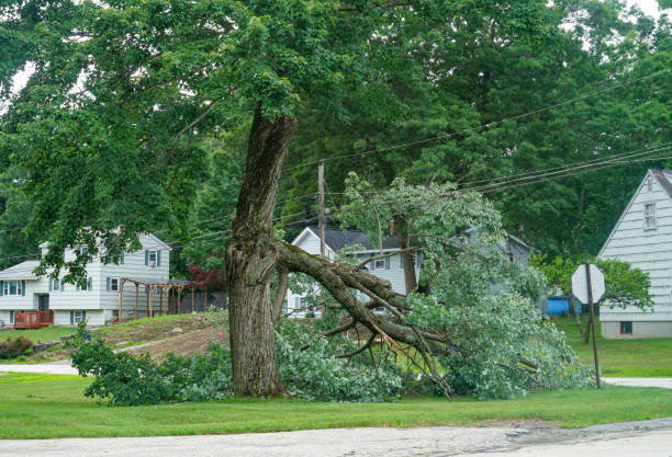  Fairmount, GA Tree Removal Pros