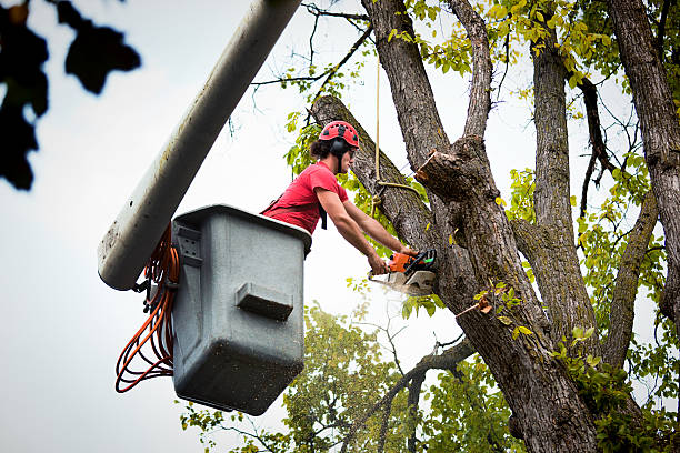 Best Tree Risk Assessment  in Fairmount, GA